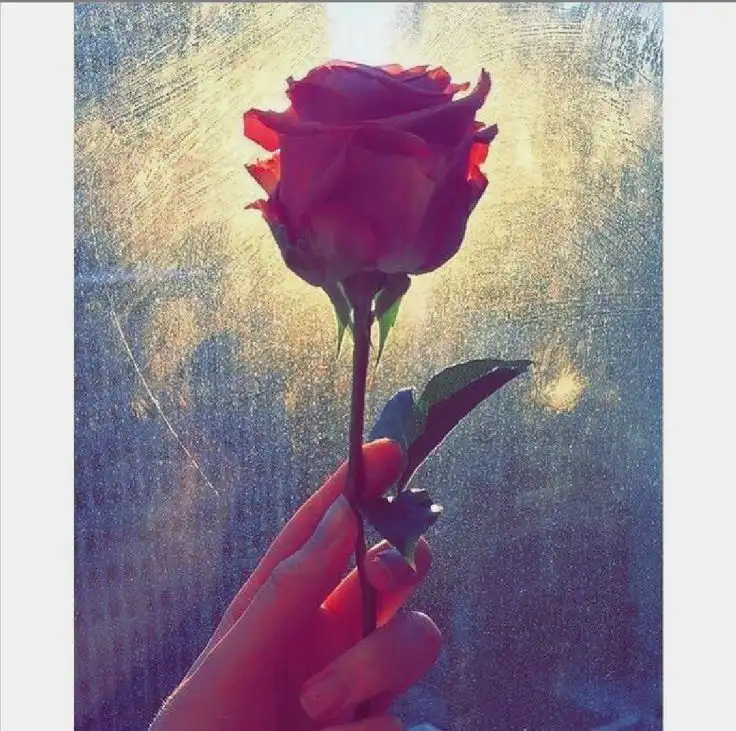 rose images dp
